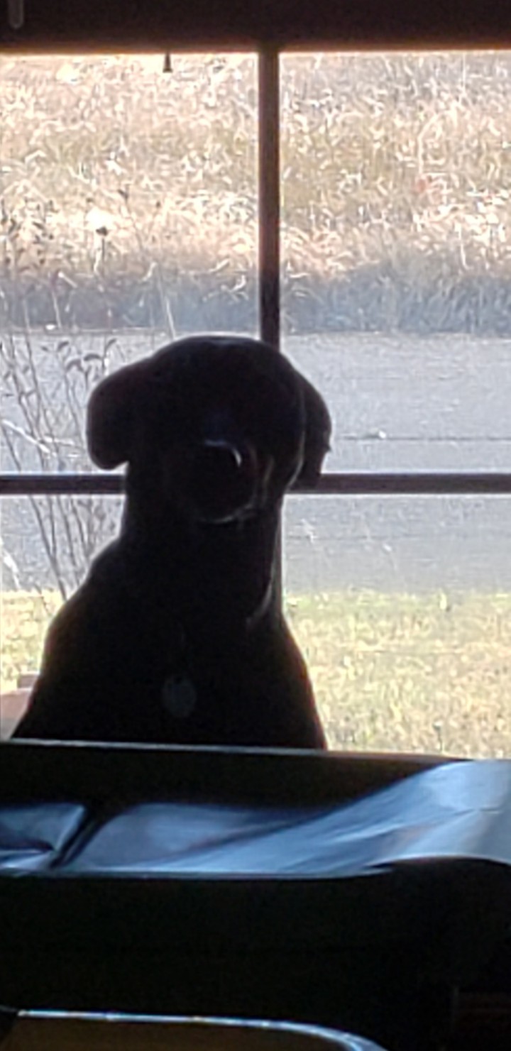 Lizzie looking like a meercat
