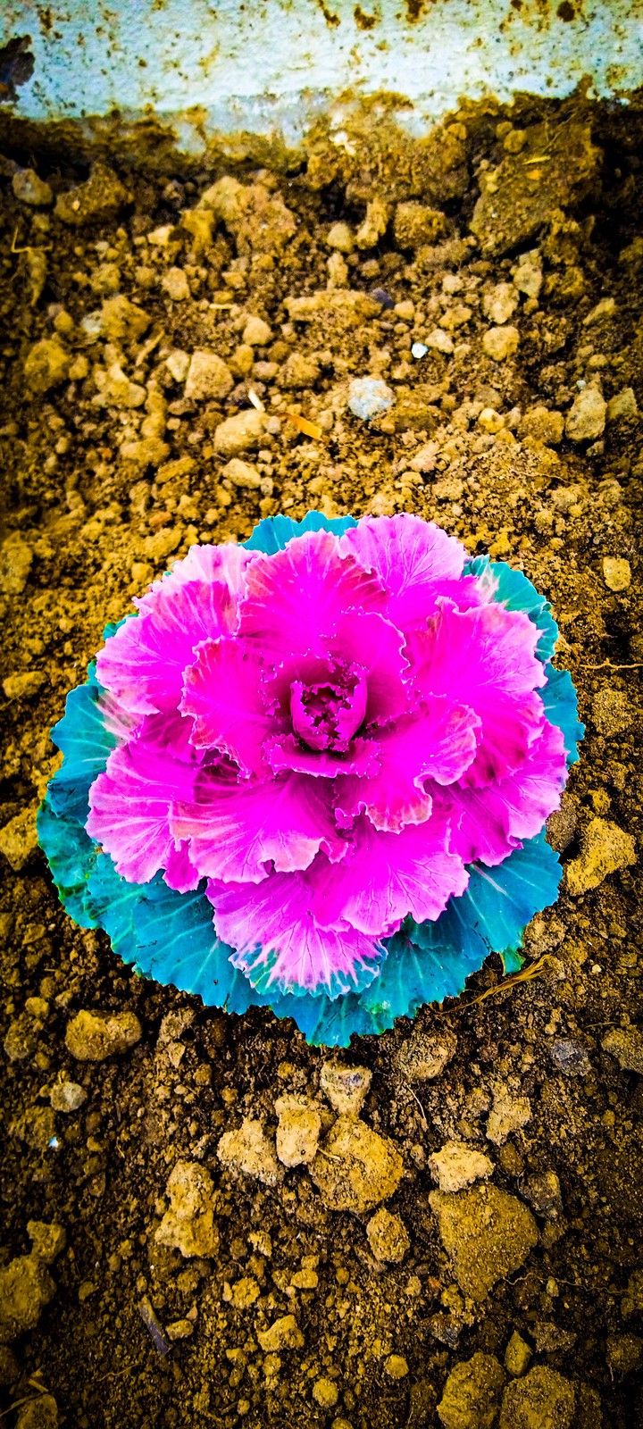 plant