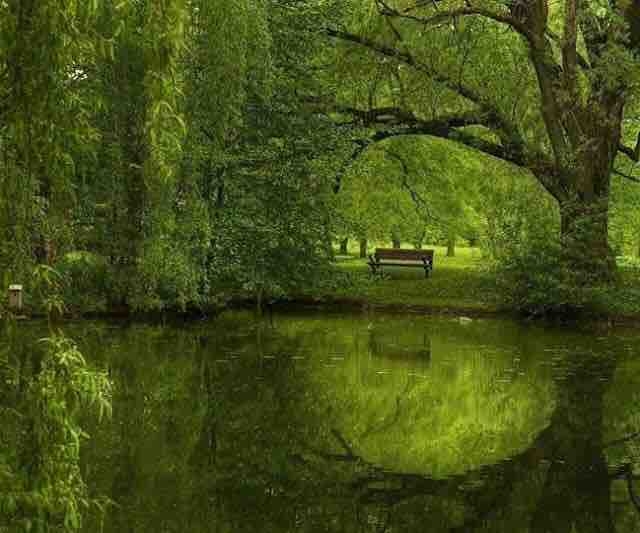 صورة من الطبيعة | A picture of nature
