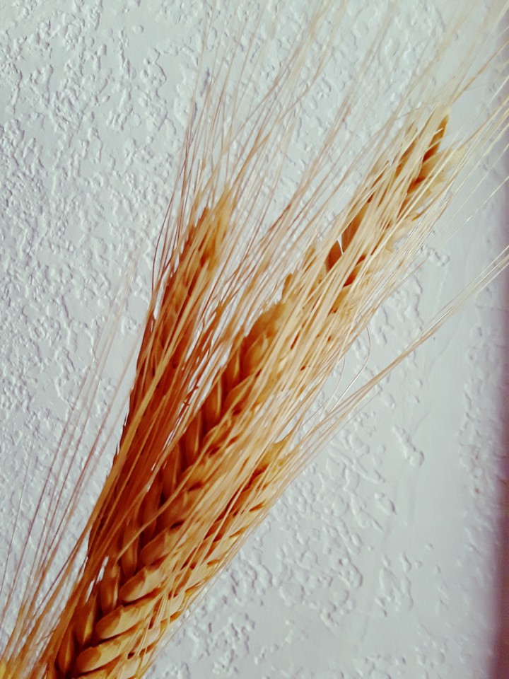 trigo