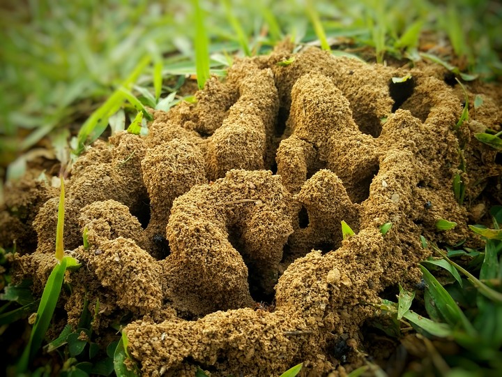 Ant home in India