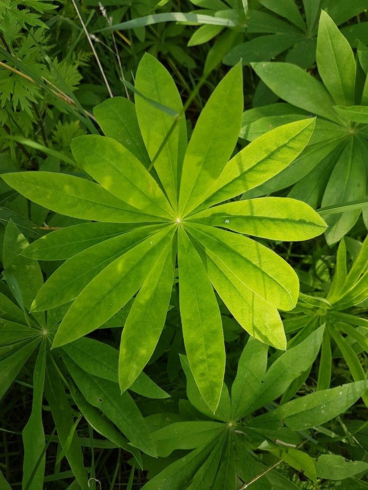 green flower