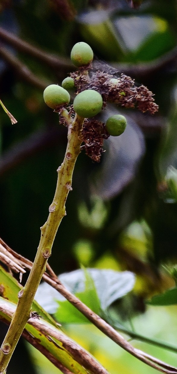 macro