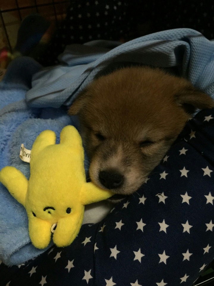 DOG 柴