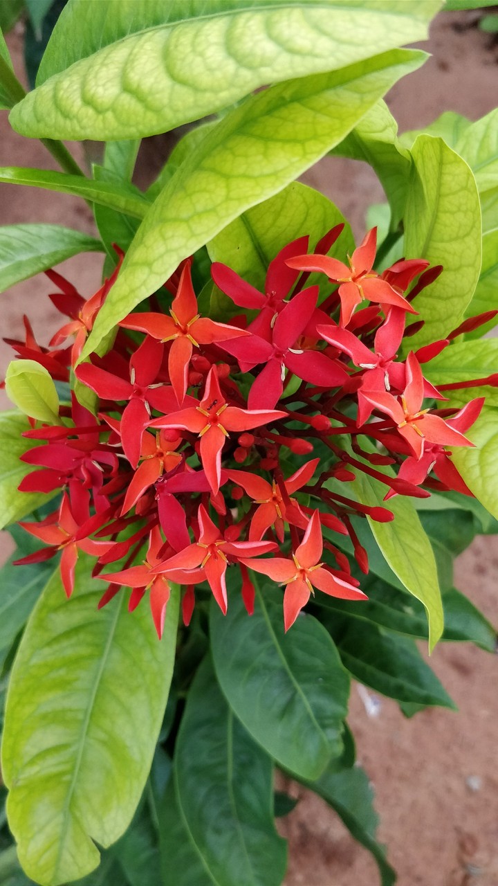 flower
