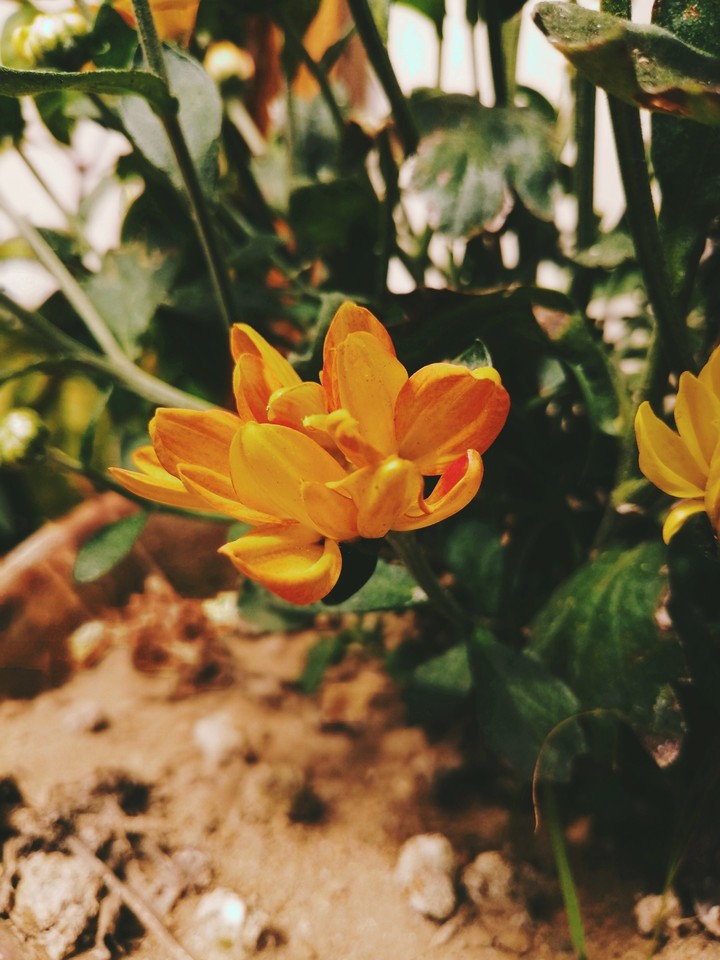 Yellow flower