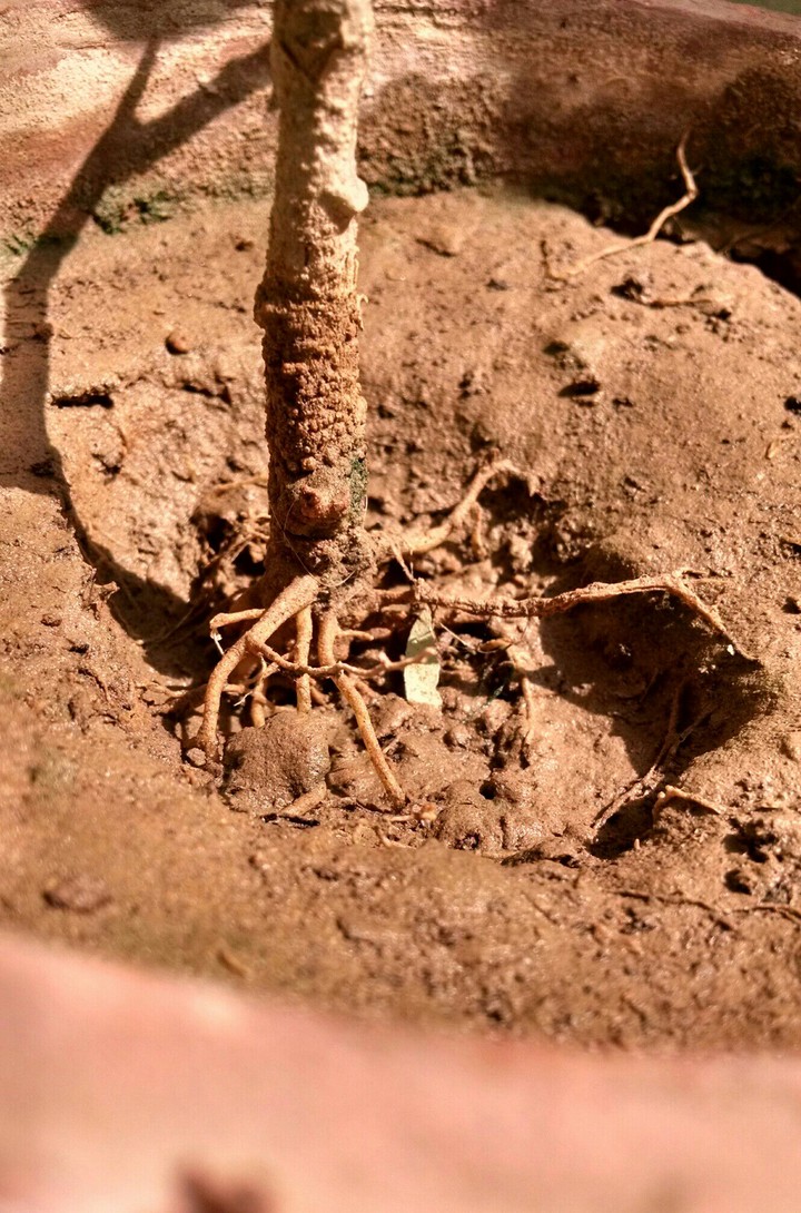 Captured The Root's Under Ground
