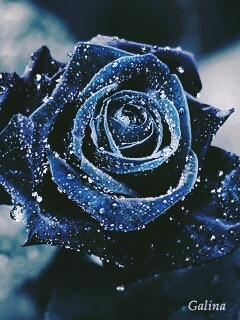 rose, plant वॉलपेपर