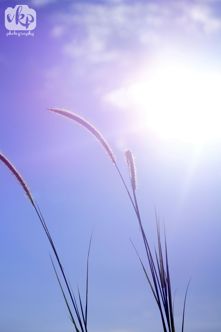 grass