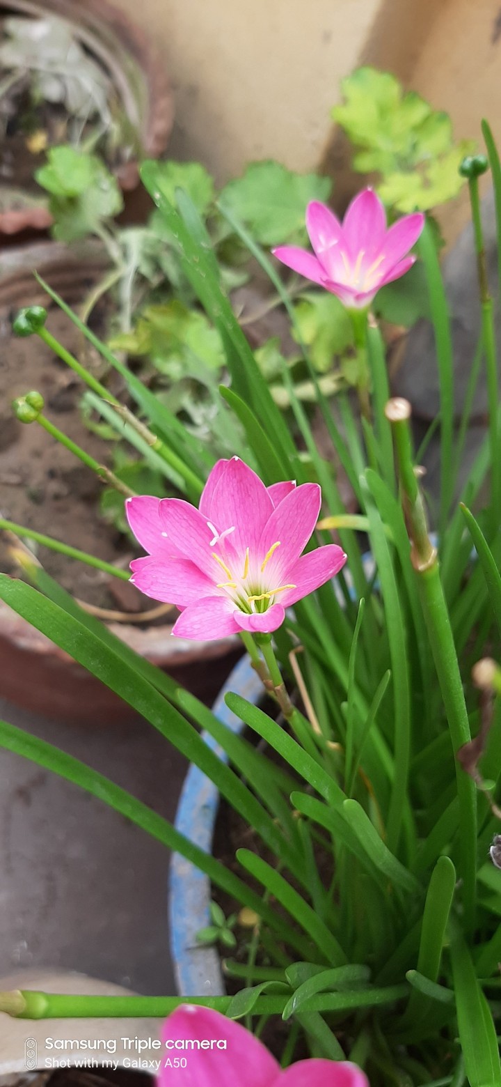 flowers