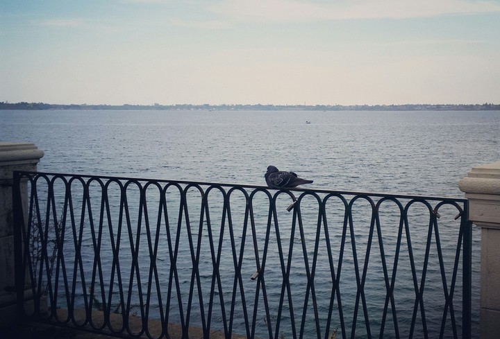 Dove contemplation...
