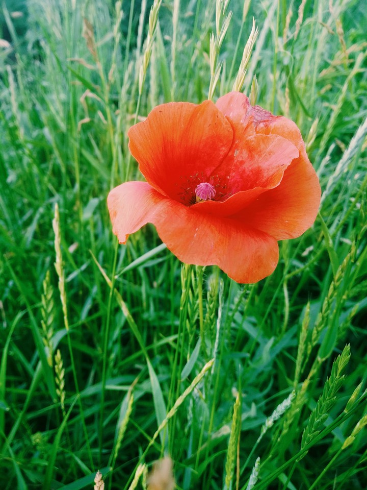 Flower red