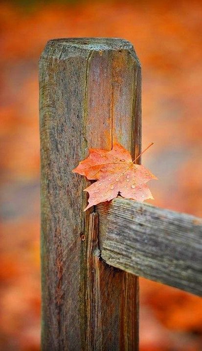 Fall