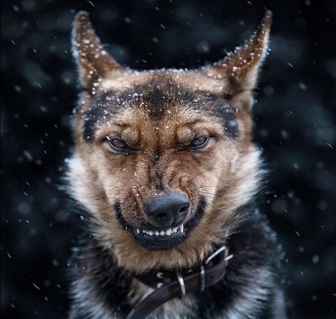 wolfdog, Carnivore achtergronden