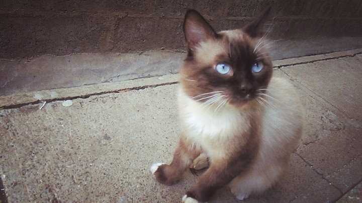Cat