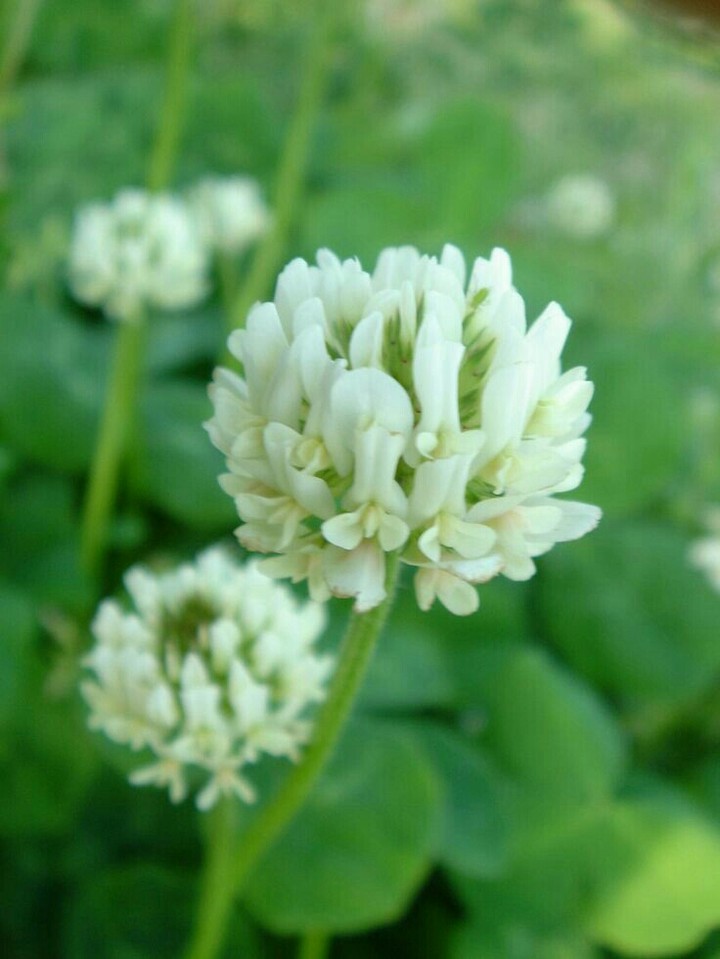 Gomphrena