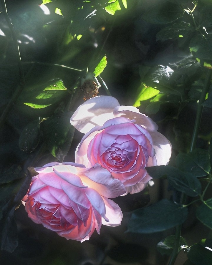 Roses