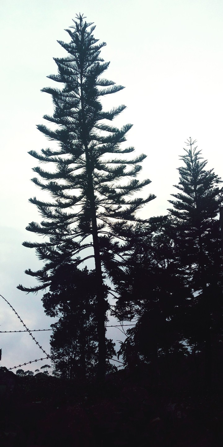 Trees