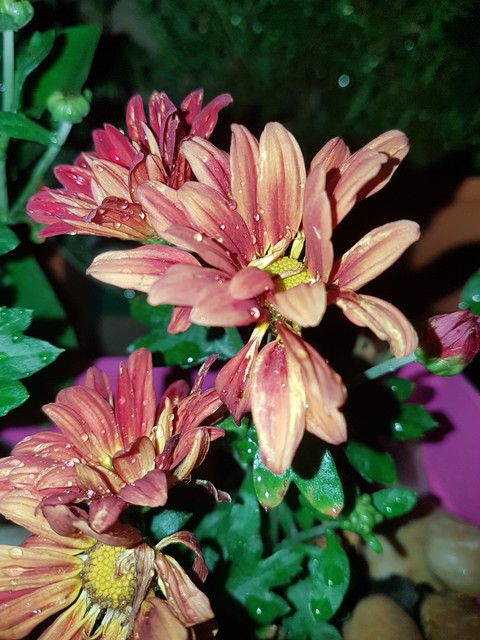 fonds d'écran groundcover, houseplant