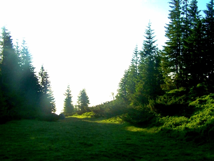 Forest...