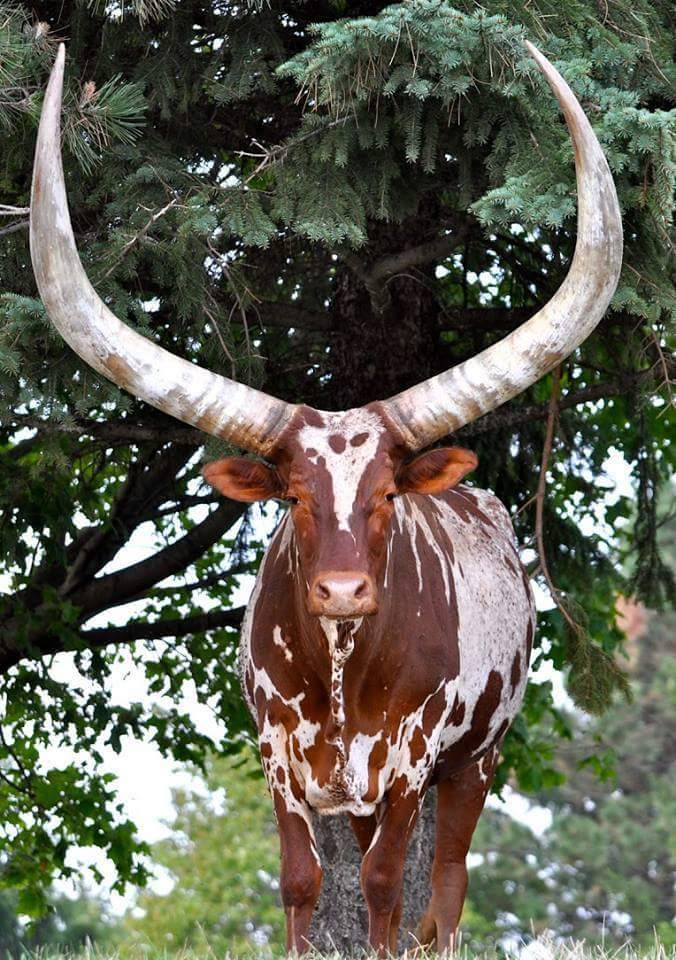 cow