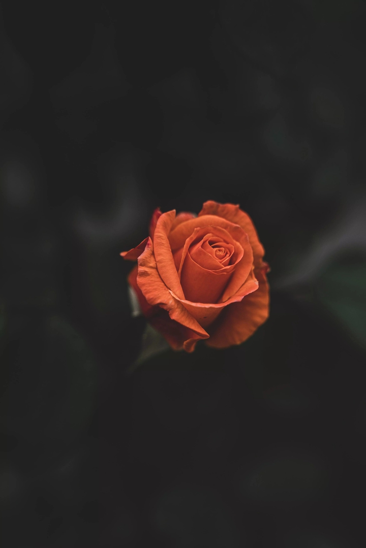 Dark