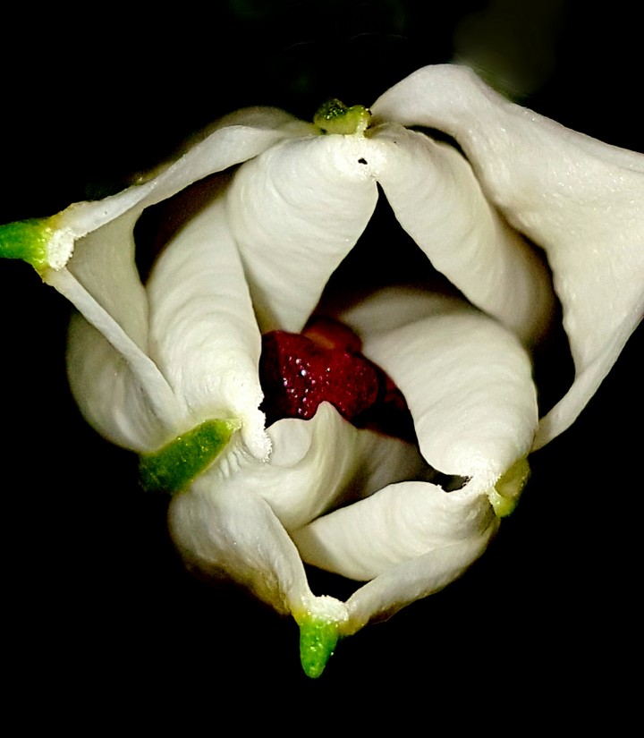 Lilly