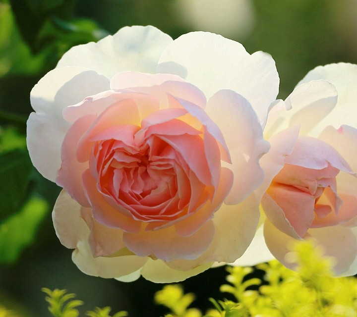 beautiful Rose