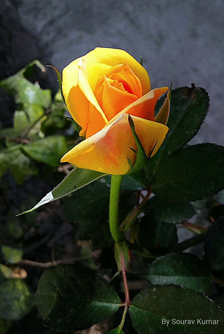 rose