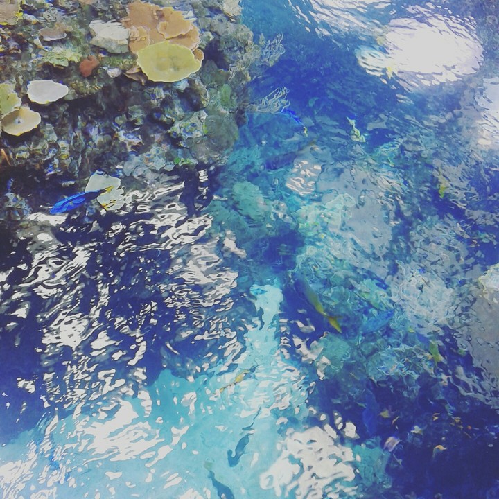 oceon life