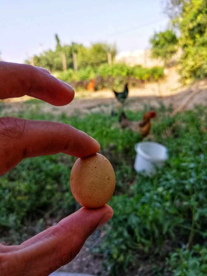 Little chicken egg