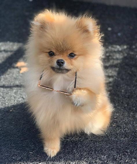 puppy