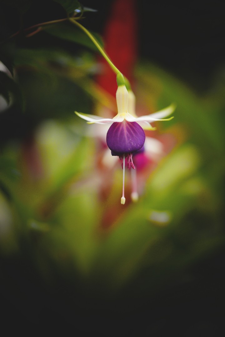 Fuchsia..