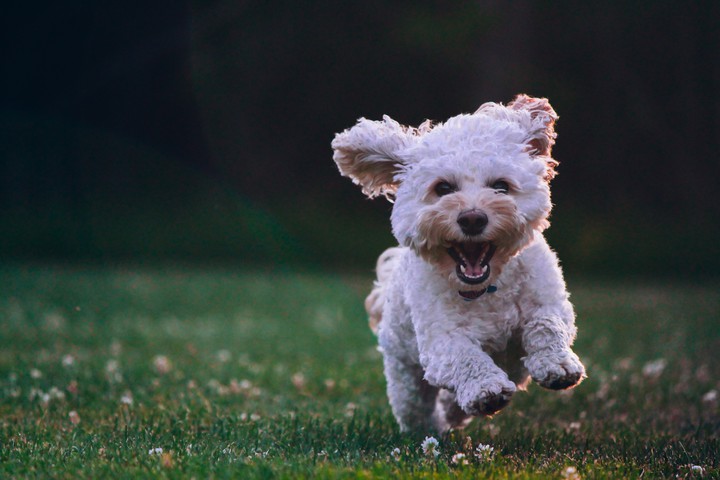 cutedog, animal, puppy,