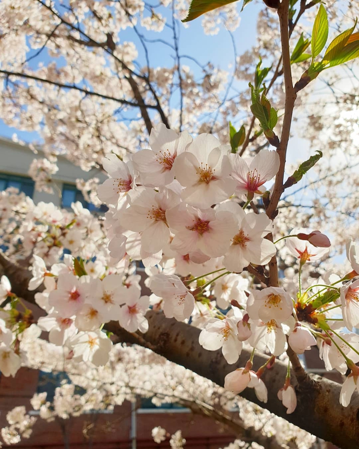 벚꽃2