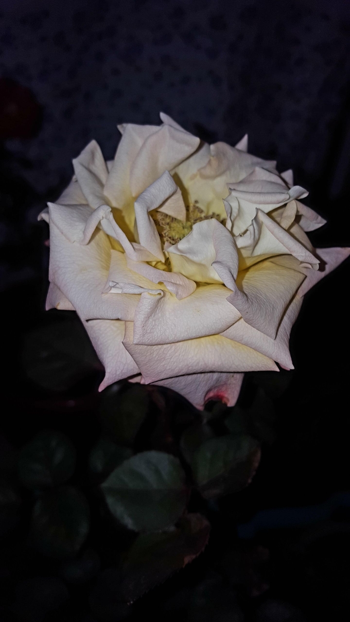 flower in the dark ...