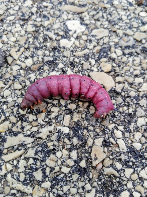 Larva de mariposa