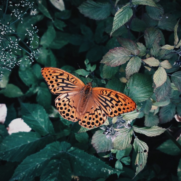 butterfly