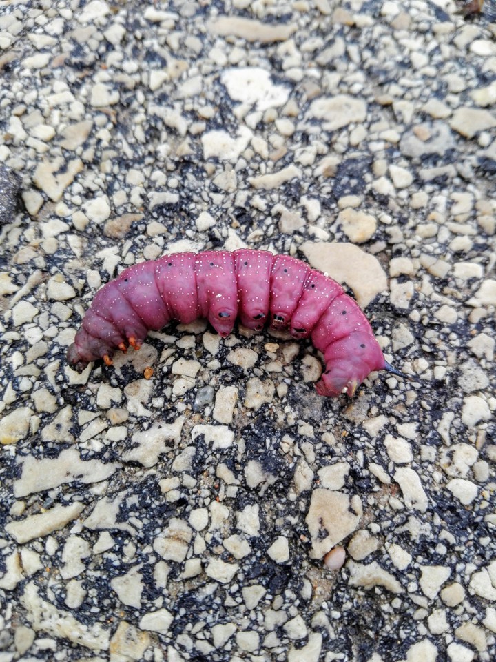 Larva de mariposa