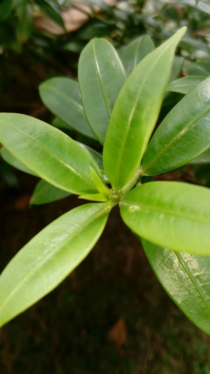 Follow Green