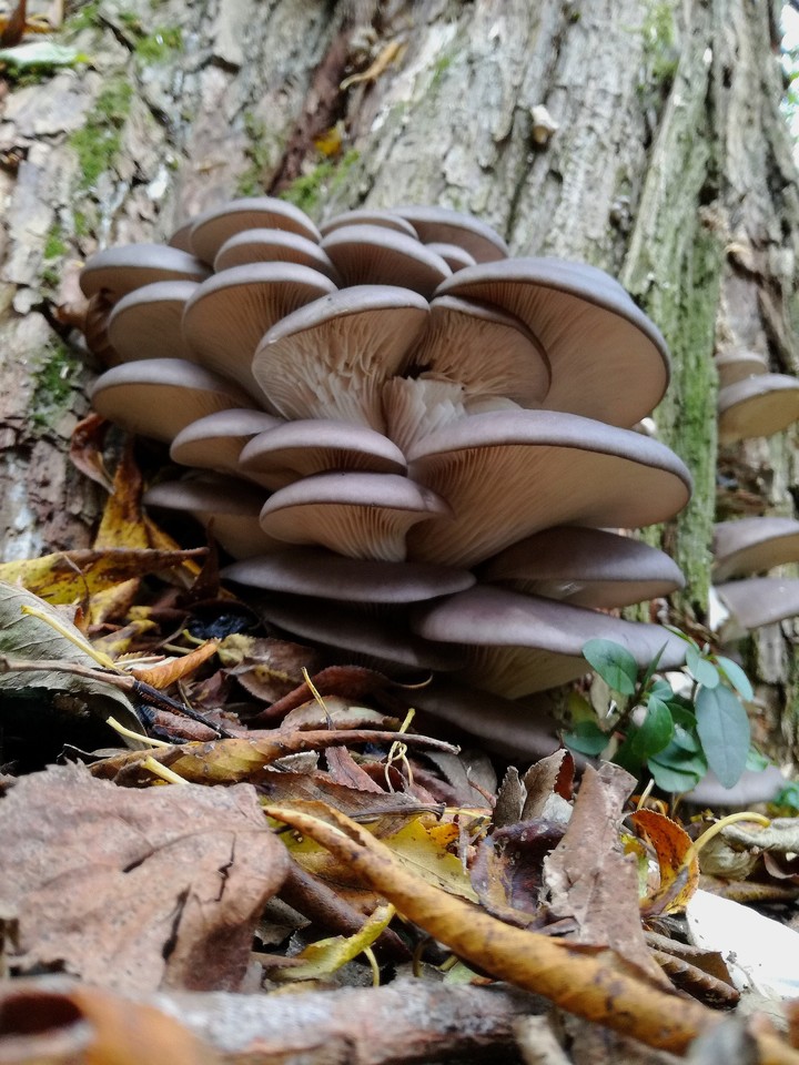 mushroom staires
