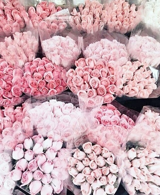 Rosas rosas