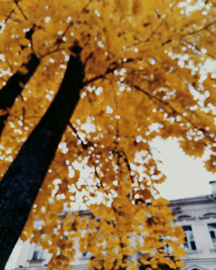 tree