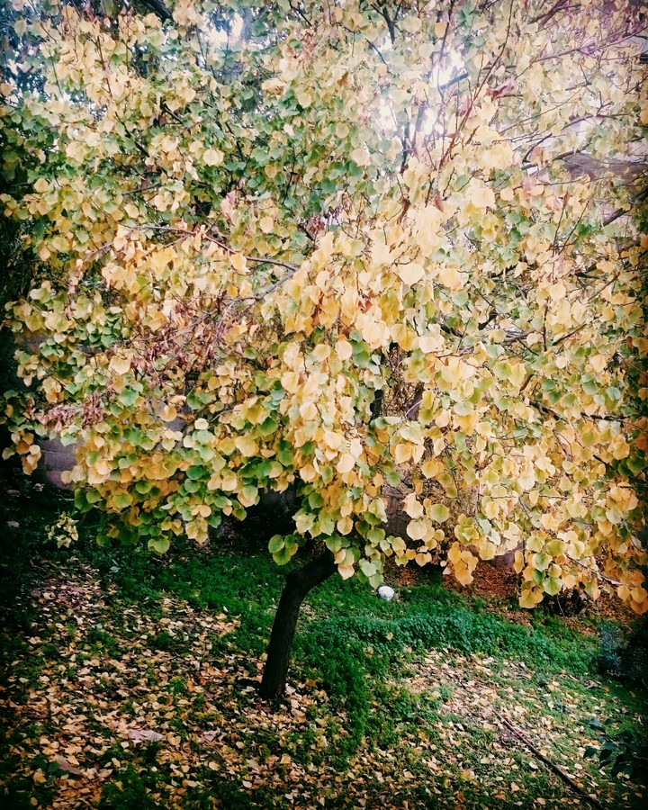 autumn