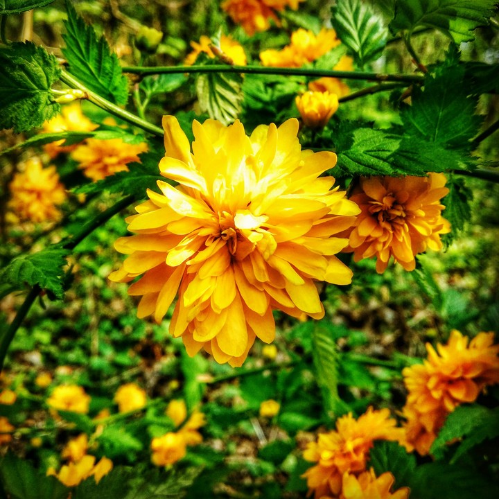 Naturaleza divina
