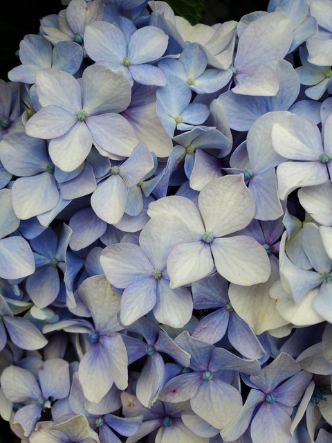 violet, White वॉलपेपर