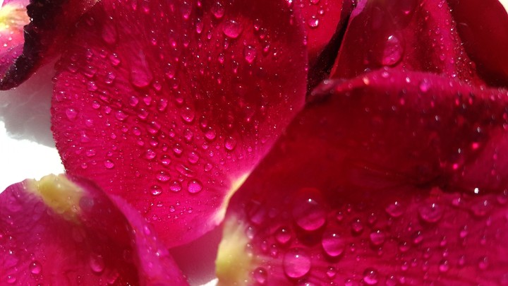 magenta