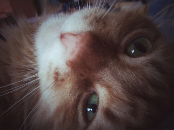 cat so cat