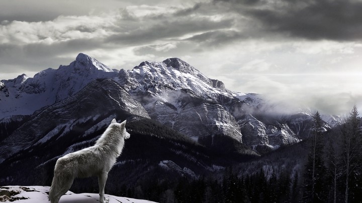 lone Wolf