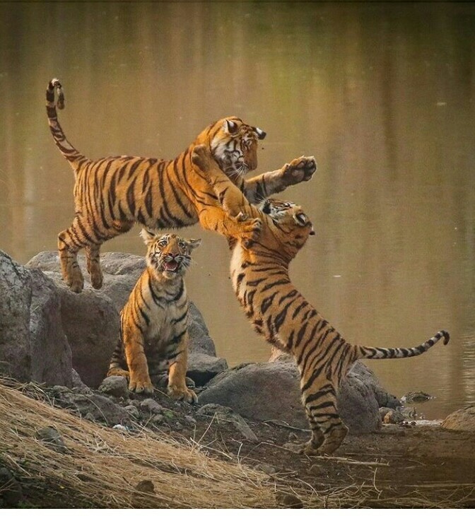 Tigers